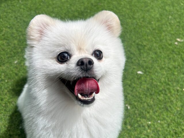 성격이 너무 좋은 아이입니다