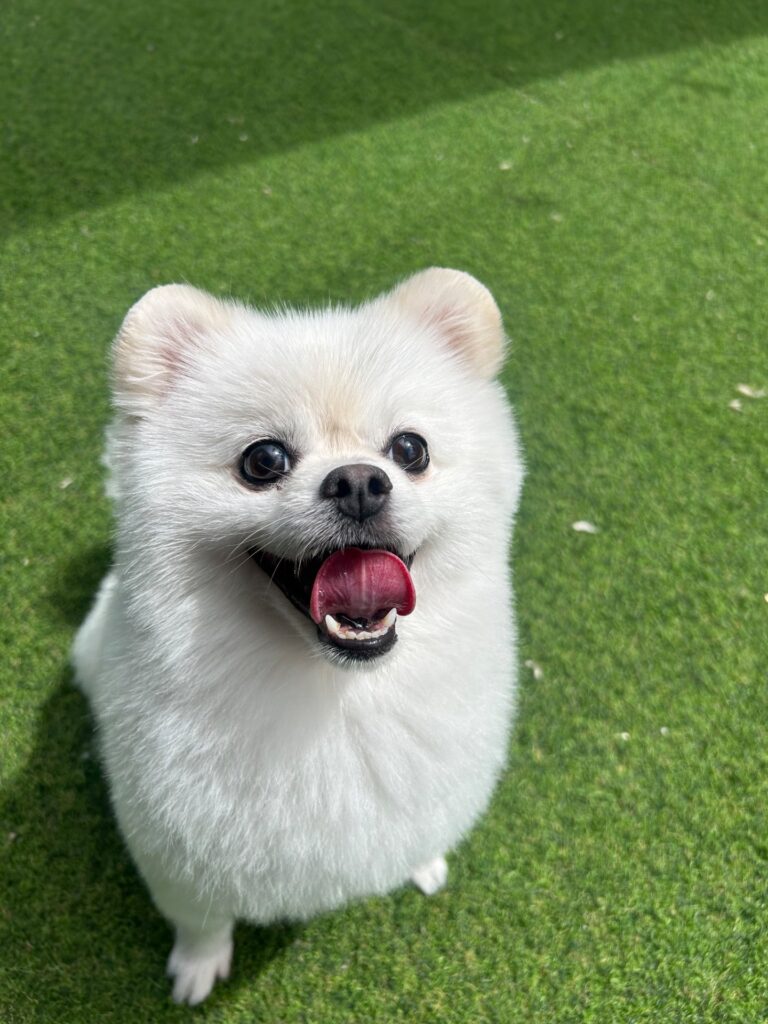 성격이 너무 좋은 아이입니다