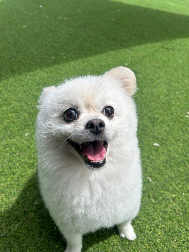 성격이 너무 좋은 아이입니다