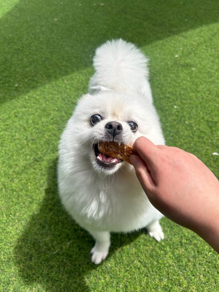성격이 너무 좋은 아이입니다