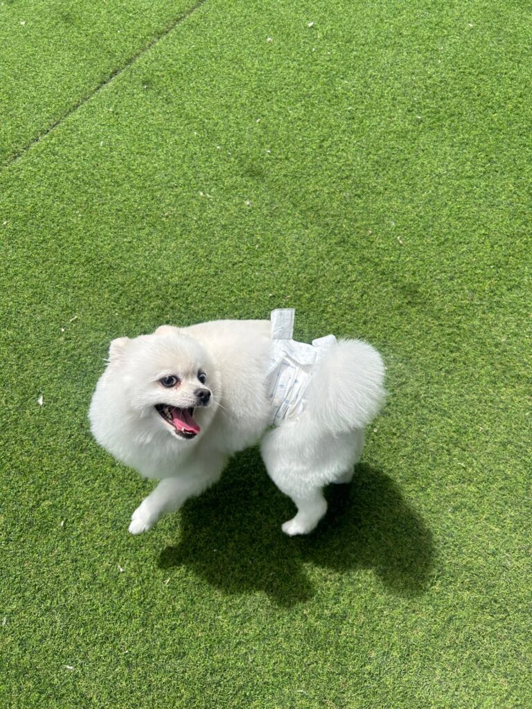 성격이 너무 좋은 아이입니다