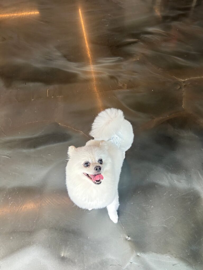 성격이 너무 좋은 아이입니다