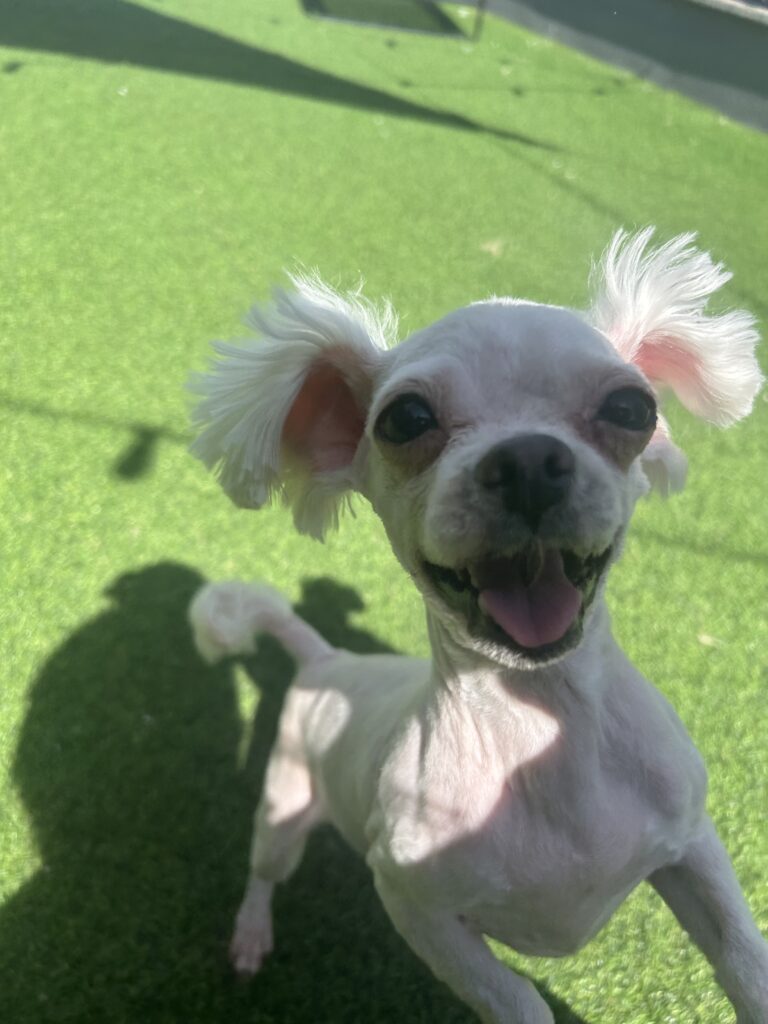 털 길면 이쁜아이에요 ㅜㅜ
