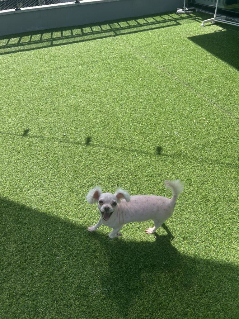 털 길면 이쁜아이에요 ㅜㅜ
