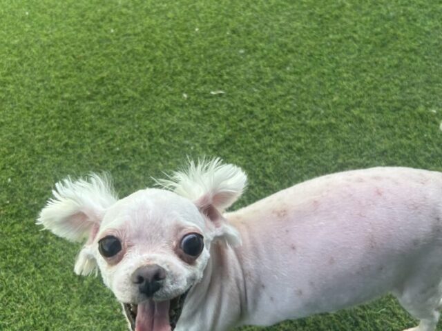 털 길면 이쁜아이에요 ㅜㅜ