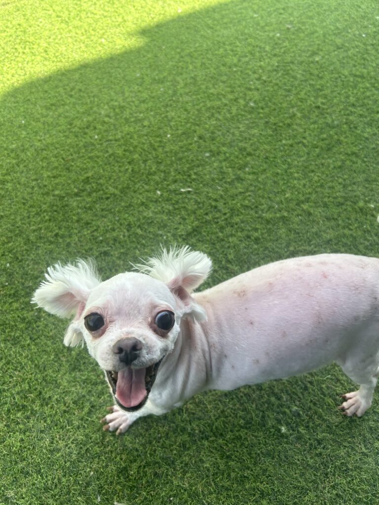 털 길면 이쁜아이에요 ㅜㅜ