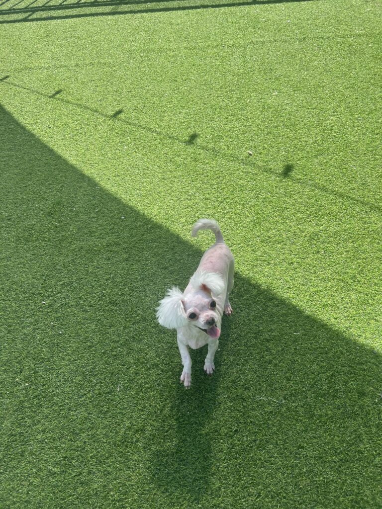 털 길면 이쁜아이에요 ㅜㅜ