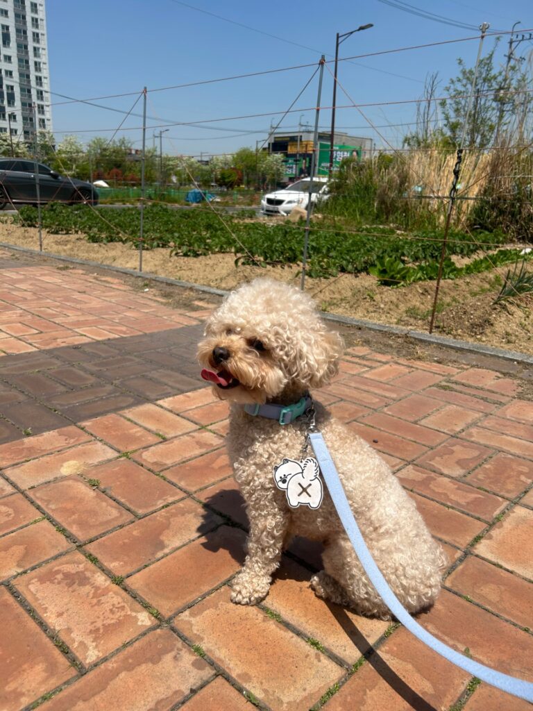 게시글 등록 본문 사진