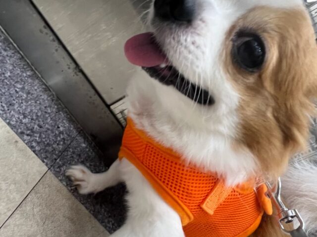 미모의 믹스견 입양보냅니다
