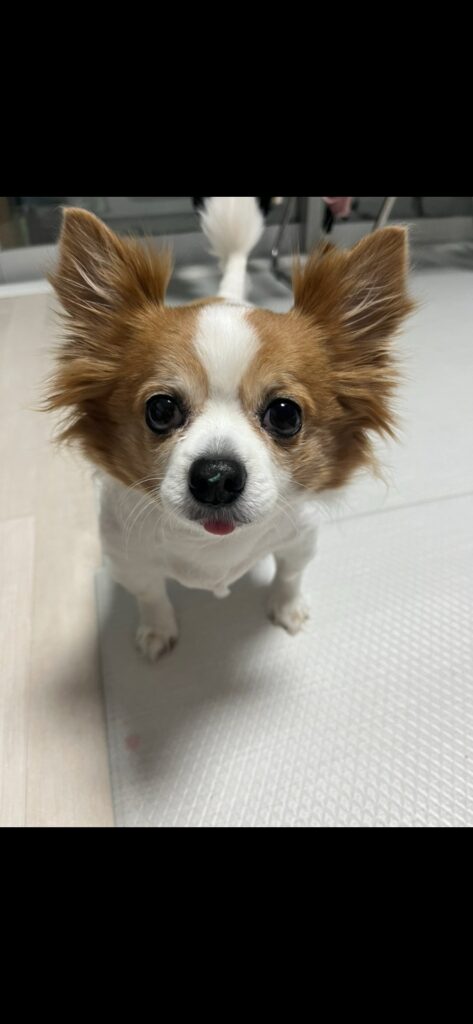 미모의 믹스견 입양보냅니다