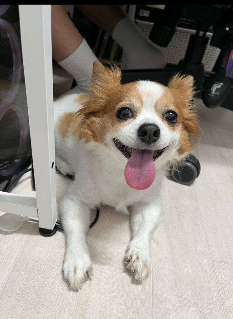 미모의 믹스견 입양보냅니다
