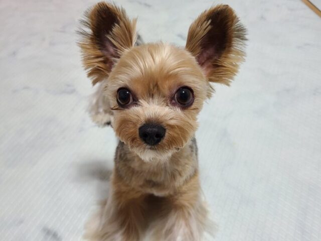 성격 온순한 요크 입양