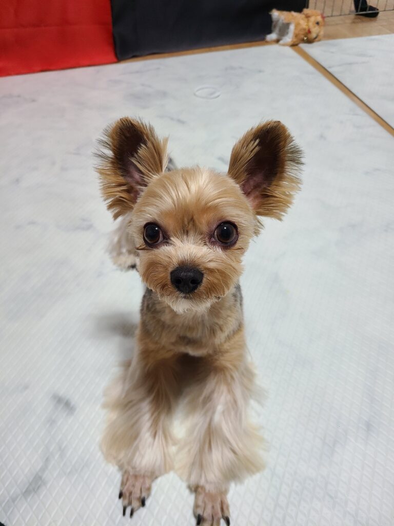 성격 온순한 요크 입양