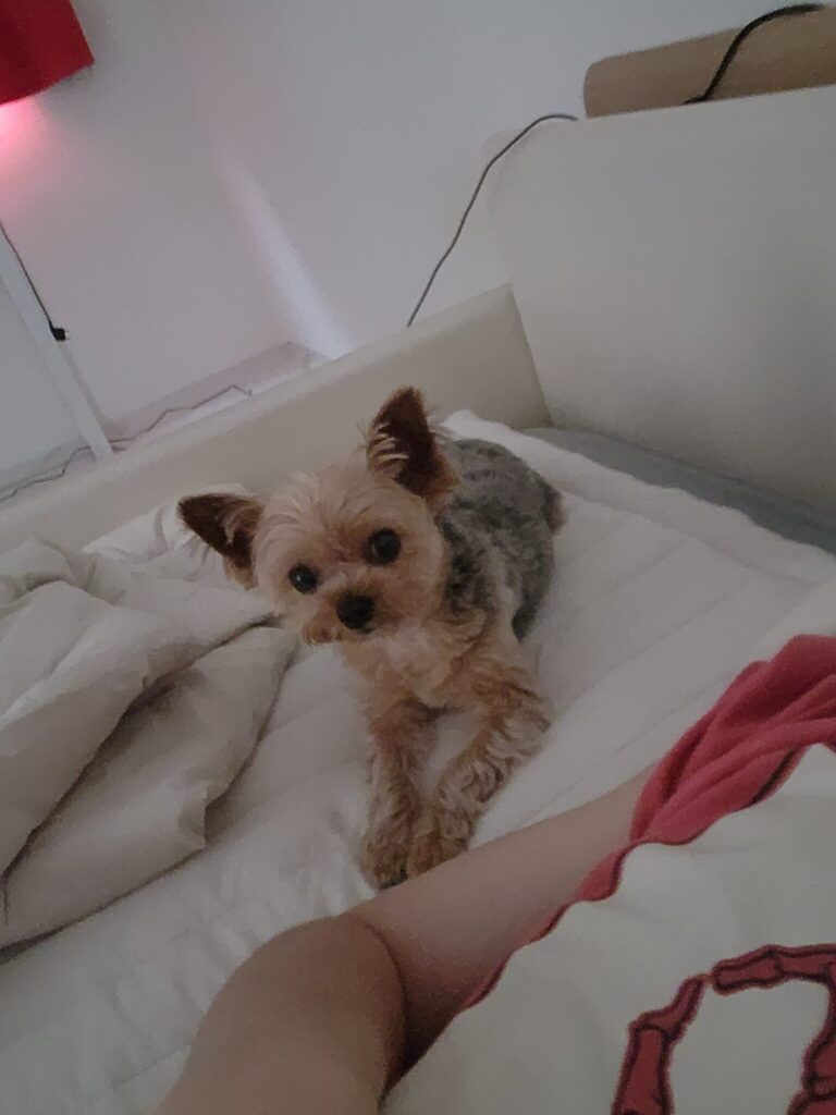 성격 온순한 요크 입양