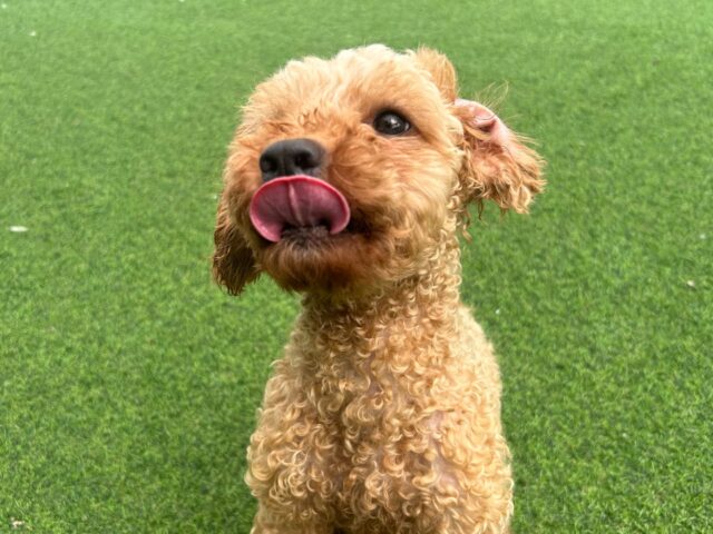 귀여운 푸들 장난꾸리기 입양