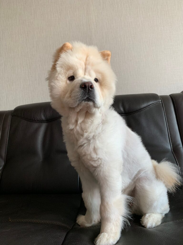 흔하지 않은 차우차우 분양합니다