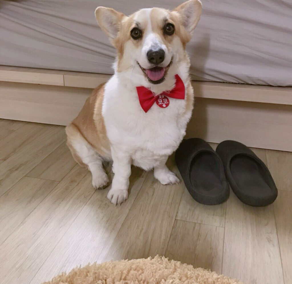 귀여움 끝판왕 코코 분양합니다