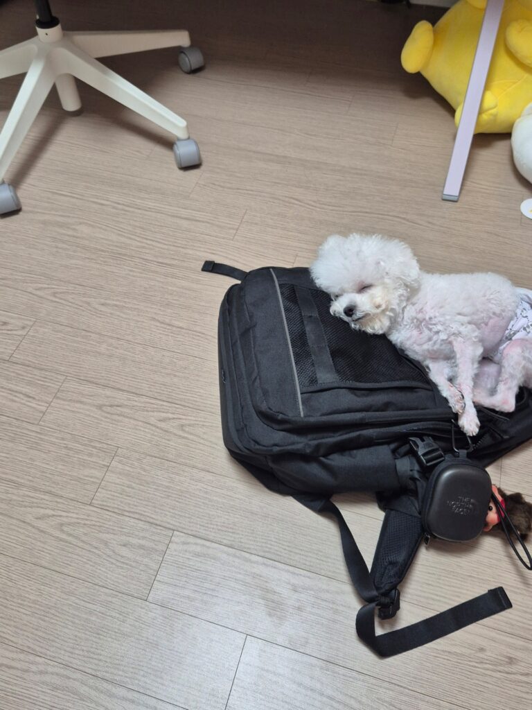 이쁨가득 미니비숑 분양합니다