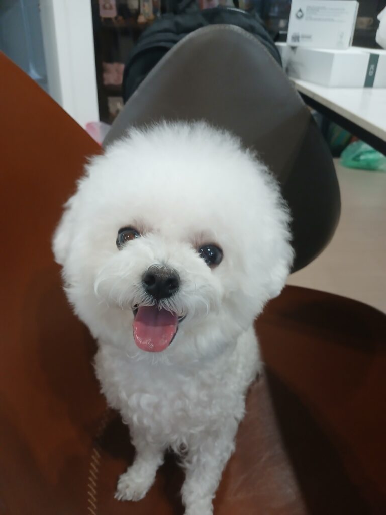 이쁨가득 미니비숑 분양합니다