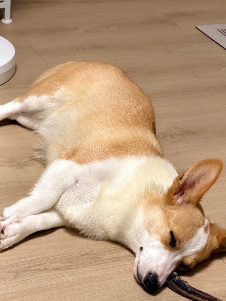 어리고 활발한아이 입양보냅니다