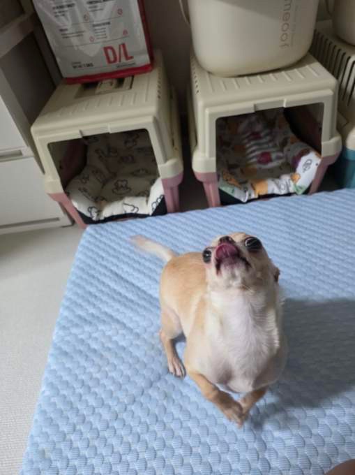 작고 귀여운 치와와 입양처구해요
