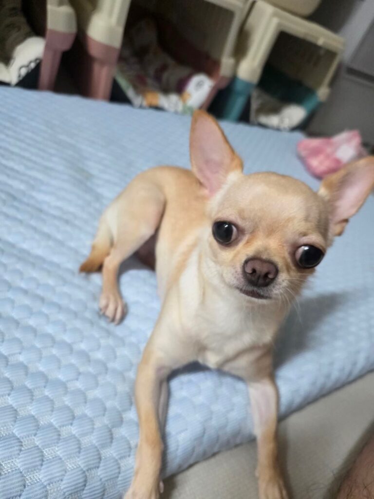작고 귀여운 치와와 입양처구해요