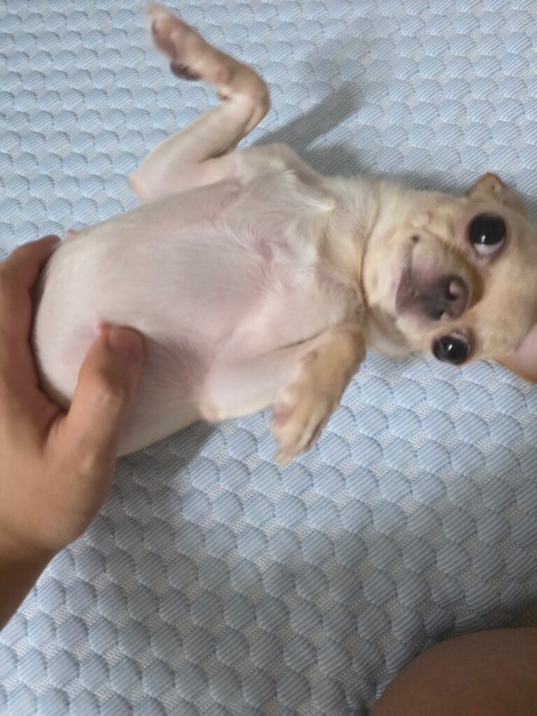 작고 귀여운 치와와 입양처구해요