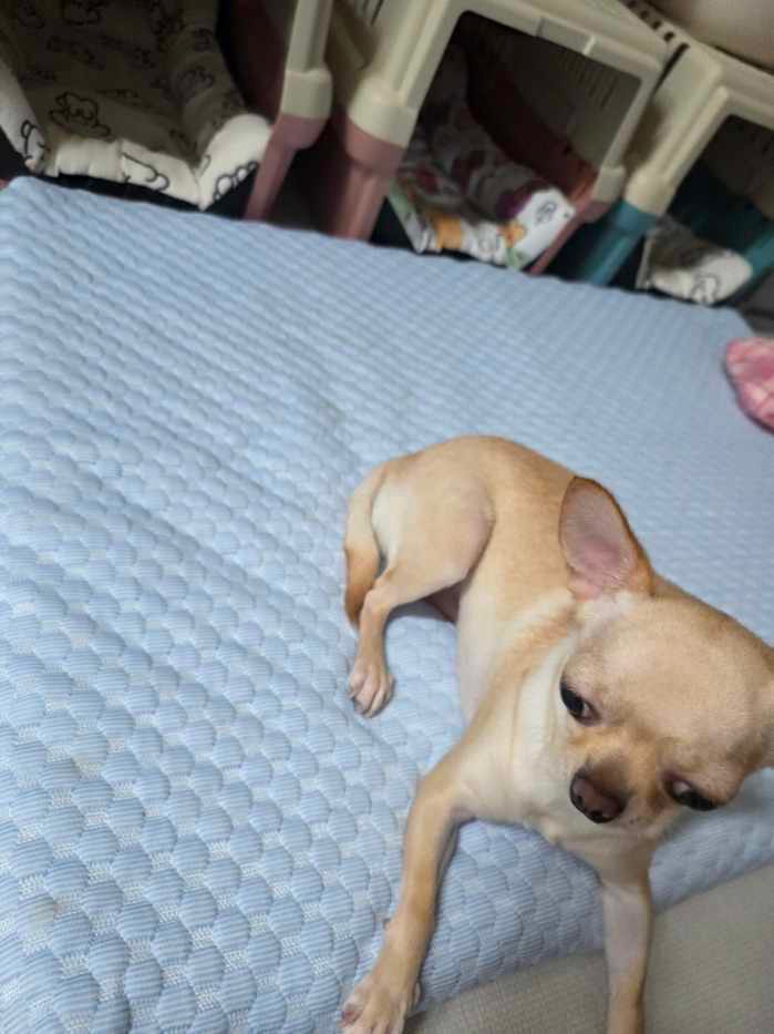 작고 귀여운 치와와 입양처구해요