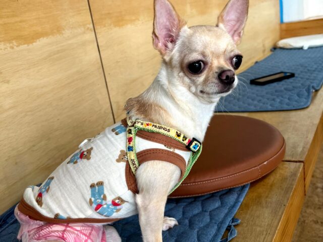 작고 귀여운 치와와 입양처구해요