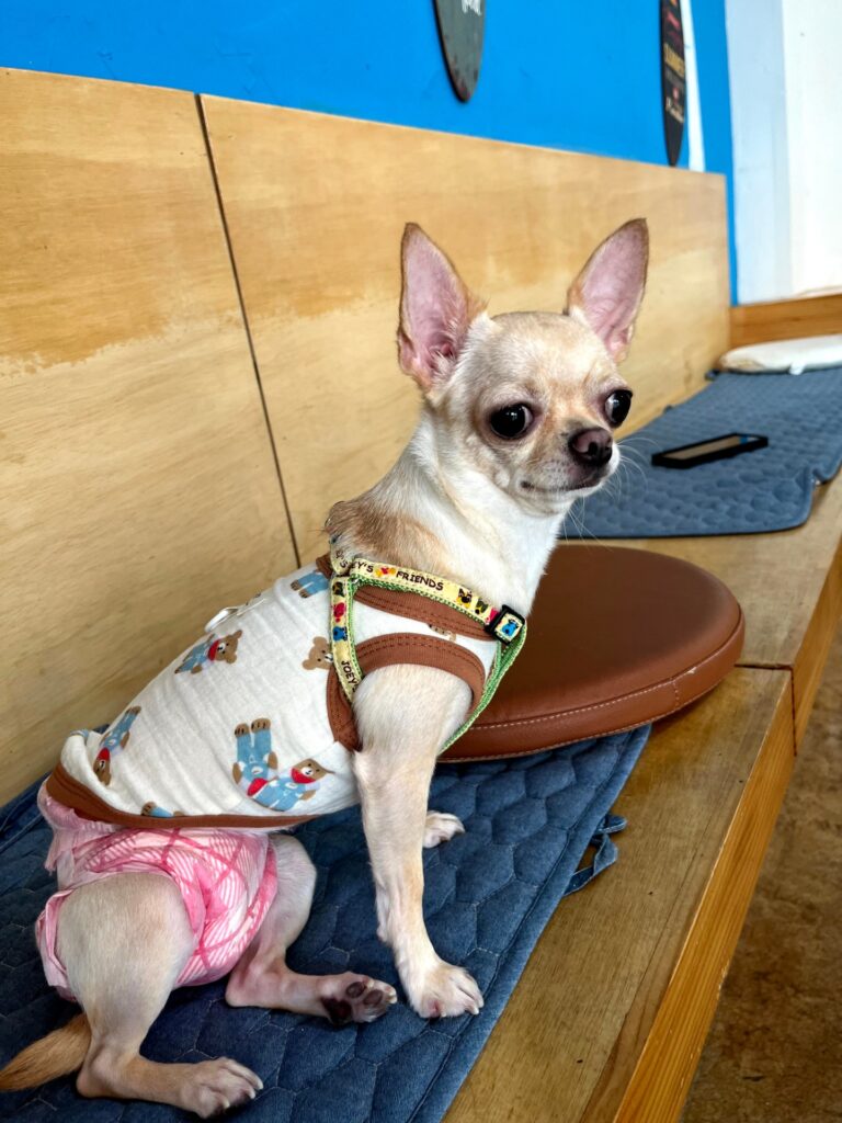 작고 귀여운 치와와 입양처구해요