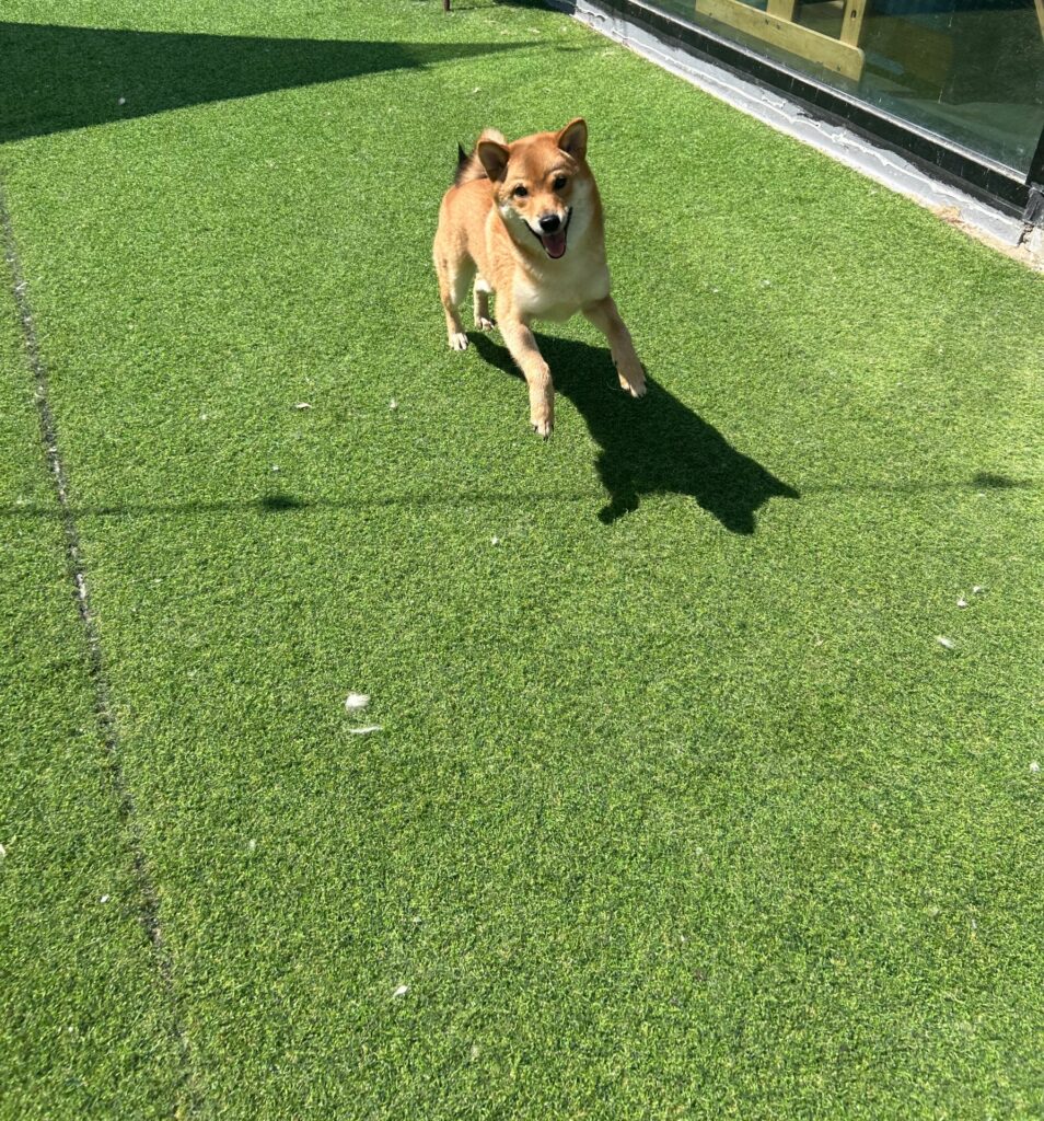 성격최고 시바견 분양합니다