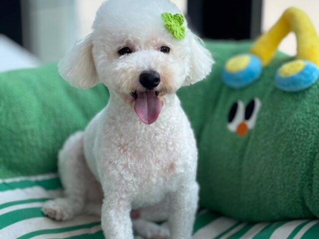 미모의 믹스견 입양보냅니다