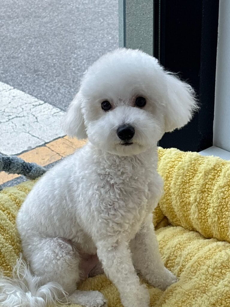 미모의 믹스견 입양보냅니다